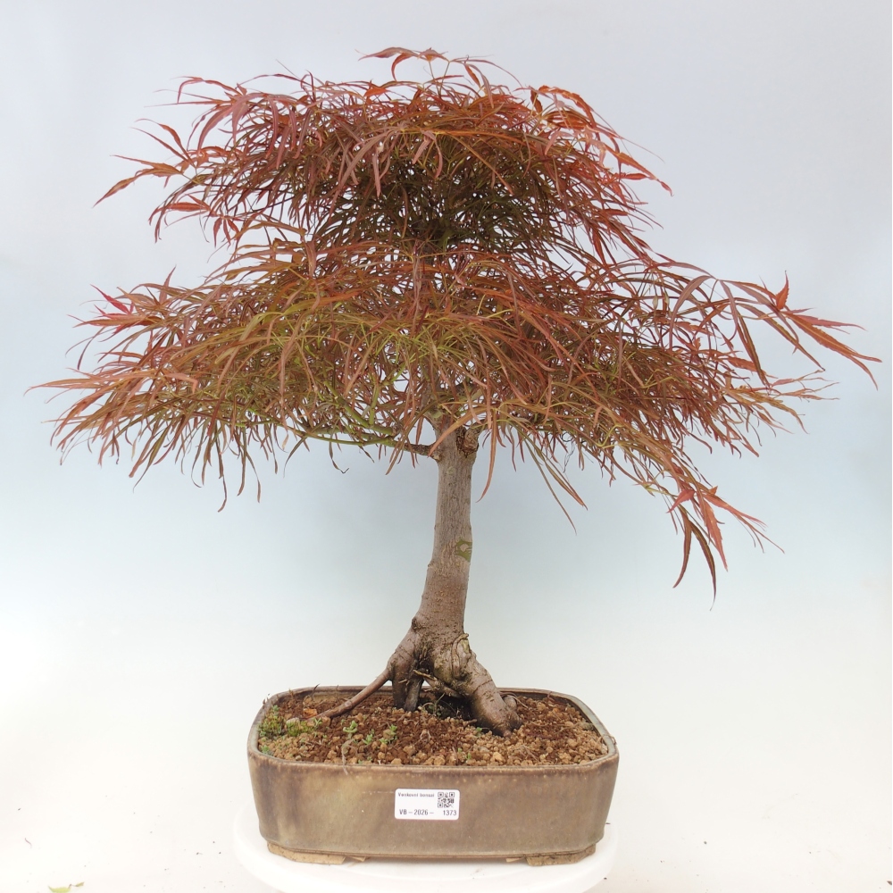 Bonsai voor buiten - Acer palmatum RED PYGMY