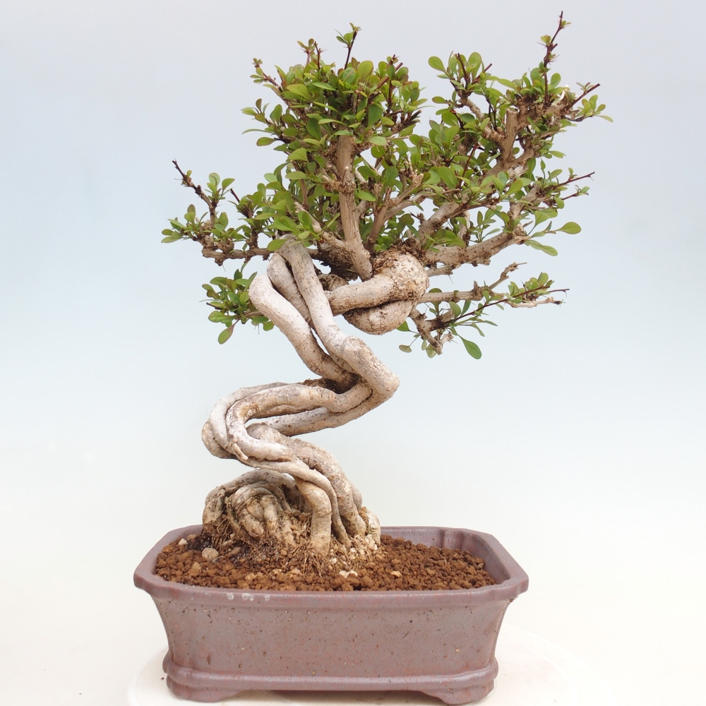 Bonsai voor buiten - Berberis coreana
