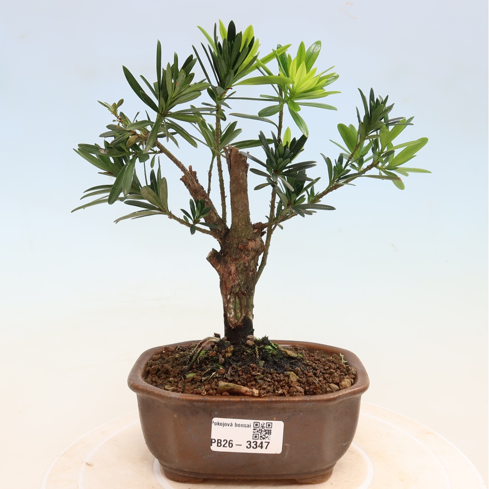 Kamerbonsai - Podocarpus - Taxus