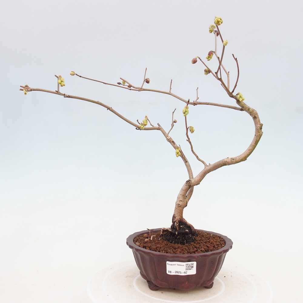 Bonsai voor buiten - Hazelaar - Corylopsis Spicata