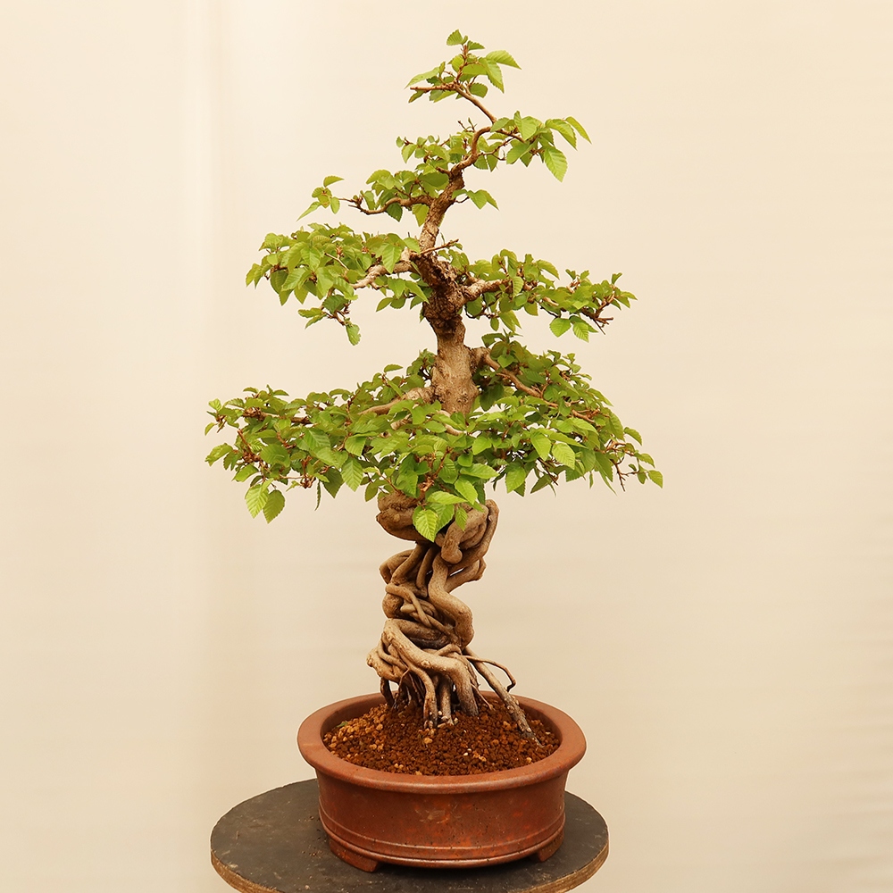 Bonsai voor buiten -Carpinus Coreana - Koreaanse haagbeuk