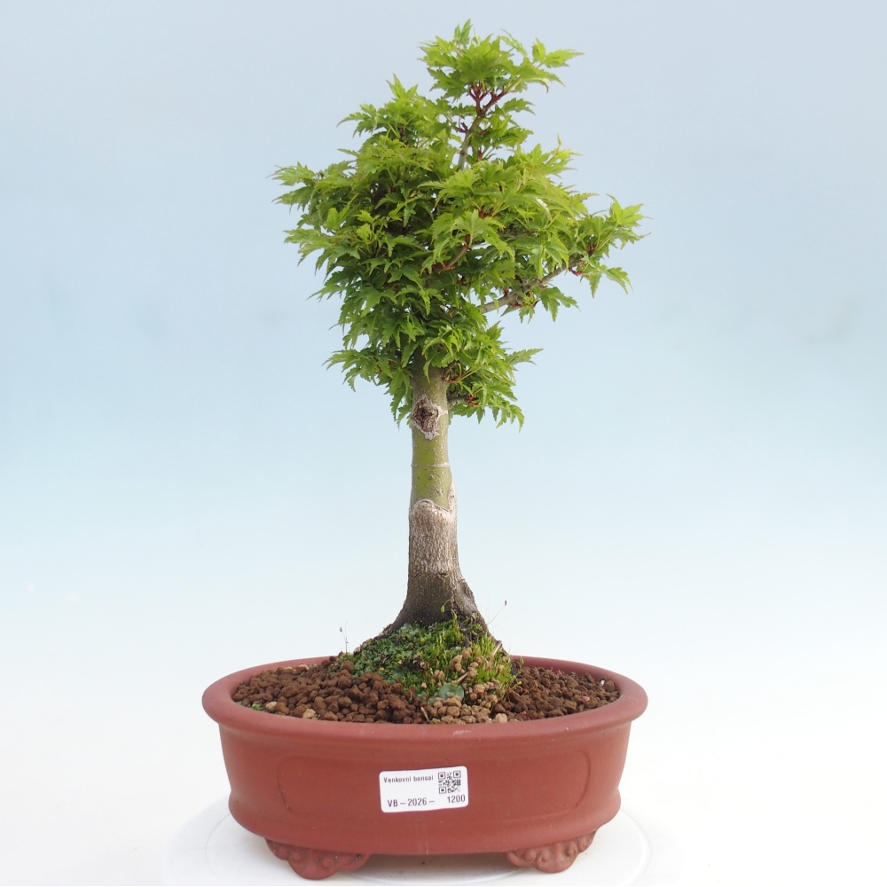 Bonsai voor buiten -Javor palm Acer palmatum Shishigashira