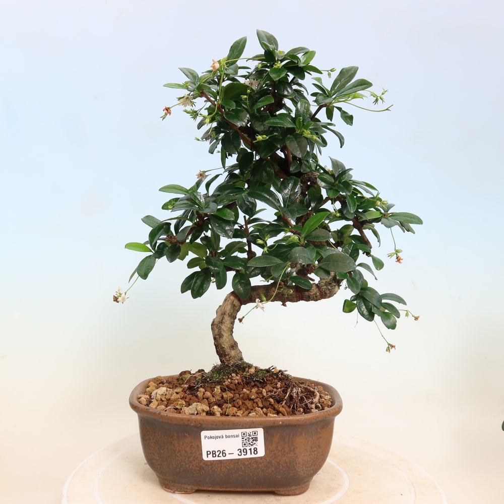 Kamerbonsai - Carmona macrophylla - Thee fuki