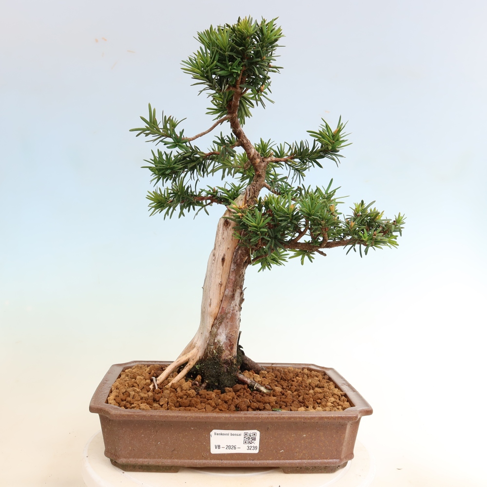 Bonsai voor buiten - Taxus cuspidata - Japanse Taxus