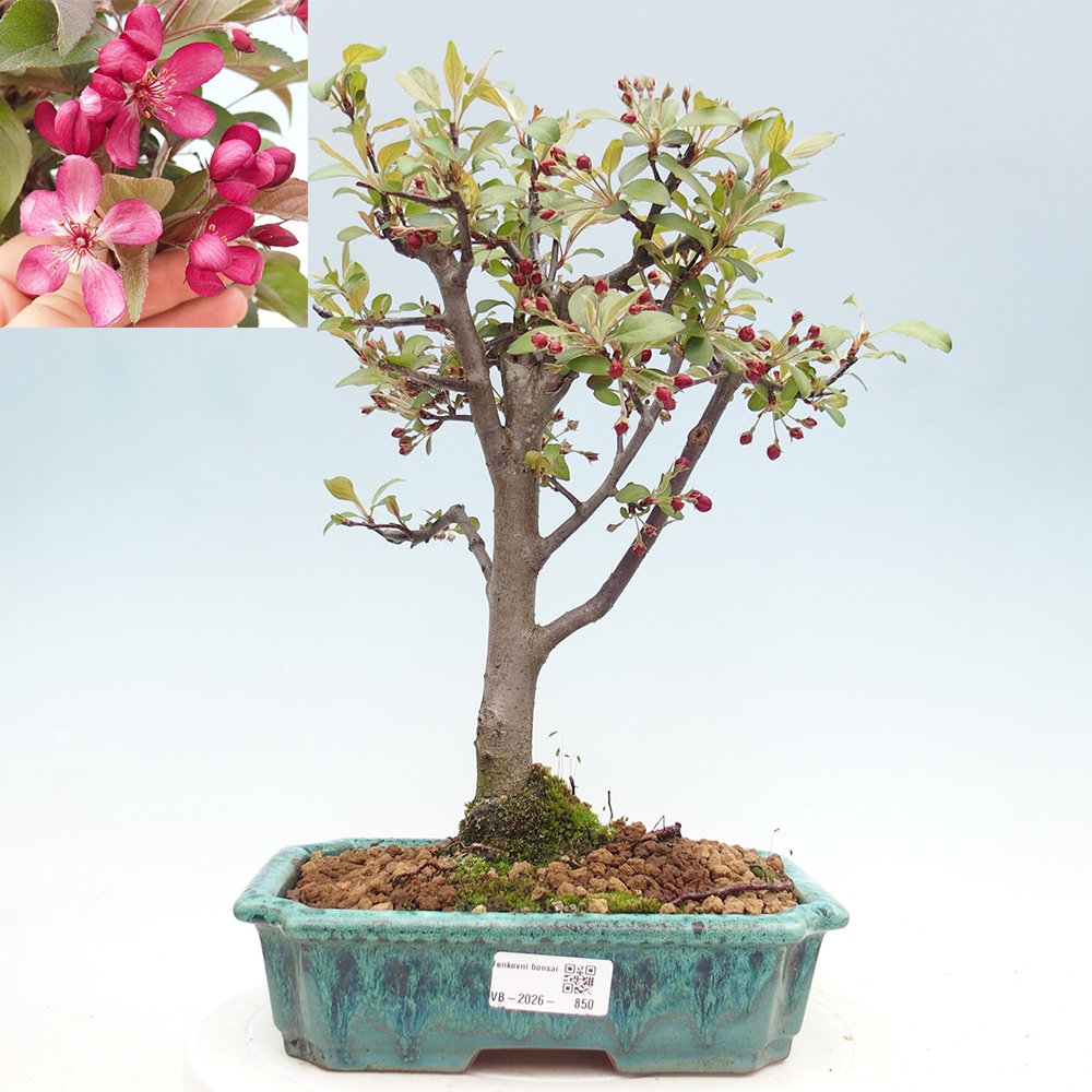 Bonsai voor buiten -Malus domestica - Roodbladige appelboom met kleine vruchten