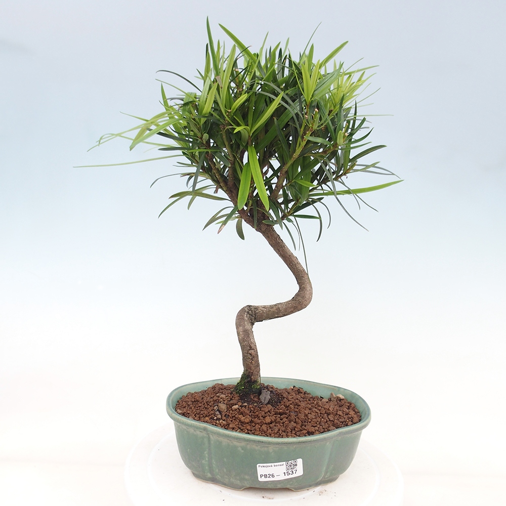 Kamerbonsai - Podocarpus - Taxus