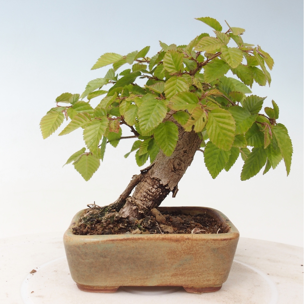 Bonsai voor buiten -Carpinus CARPINOIDES - Koreaanse haagbeuk