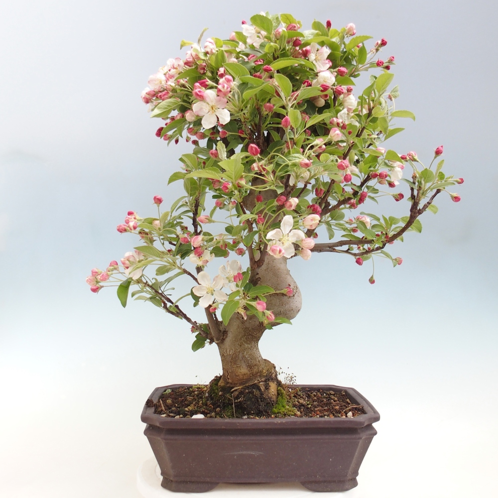 Bonsai voor buiten -Malus halliana - Appelboom met kleine vruchten