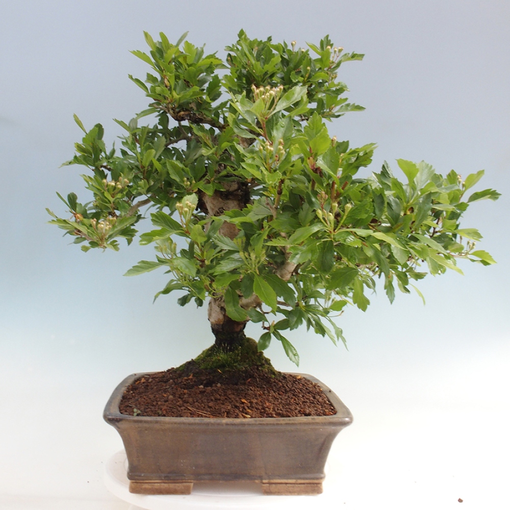 Bonsai voor buiten - Meidoorn - Crataegus cuneata