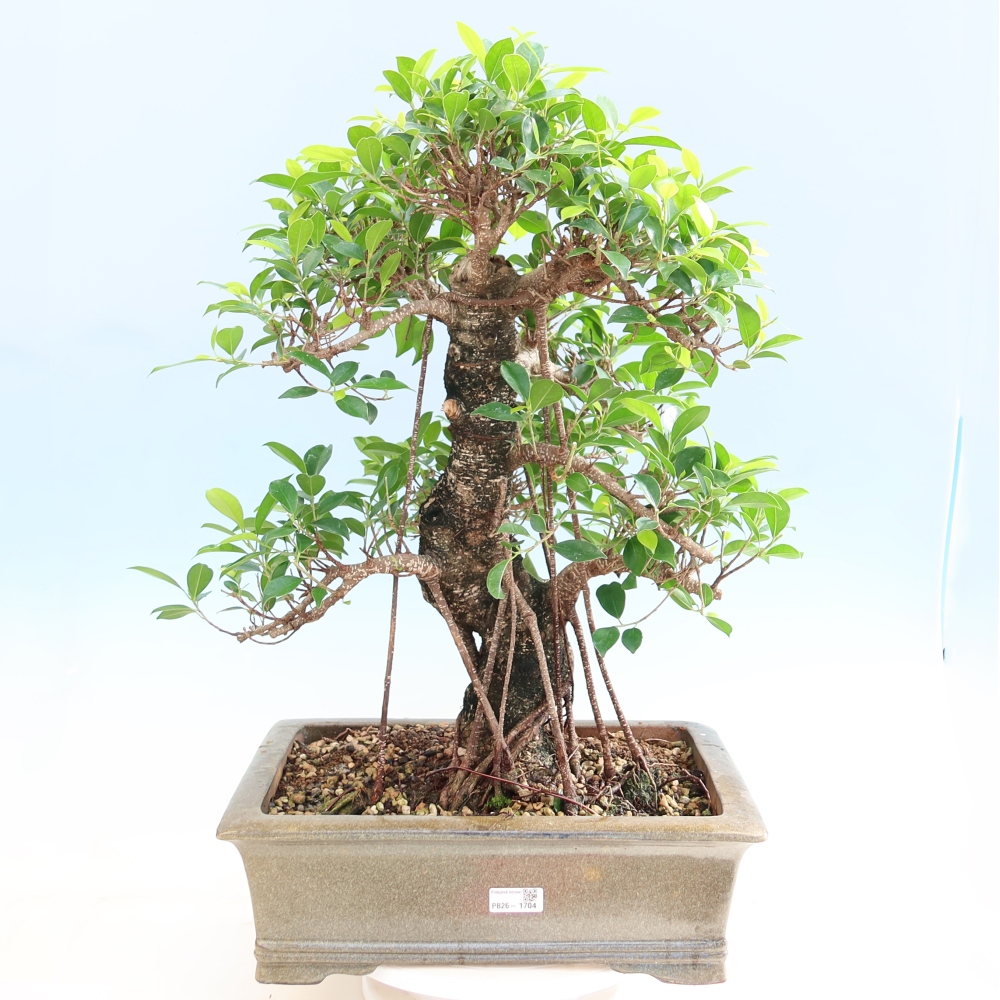 Kamerbonsai - Ficus kimmen - kleinbladige ficus