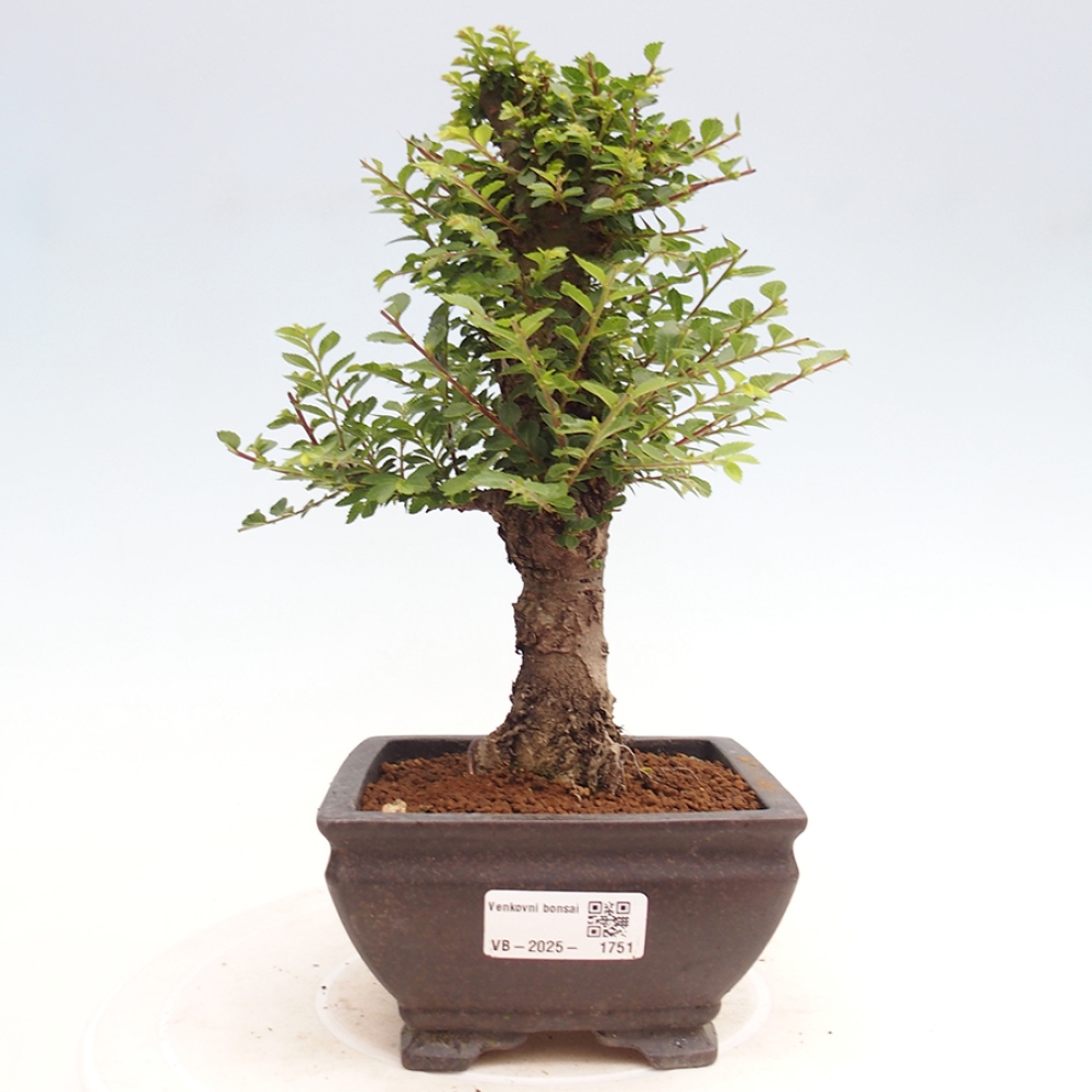 Bonsai voor buiten - Ulmus parvifolia Hokkaido - Chinese iep
