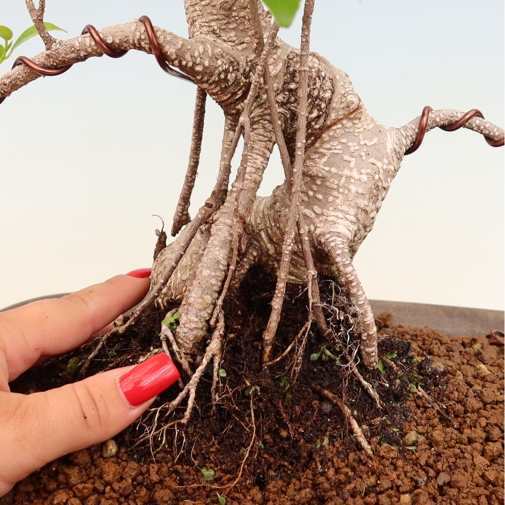 Kamerbonsai - Ficus kimmen - kleinbladige ficus