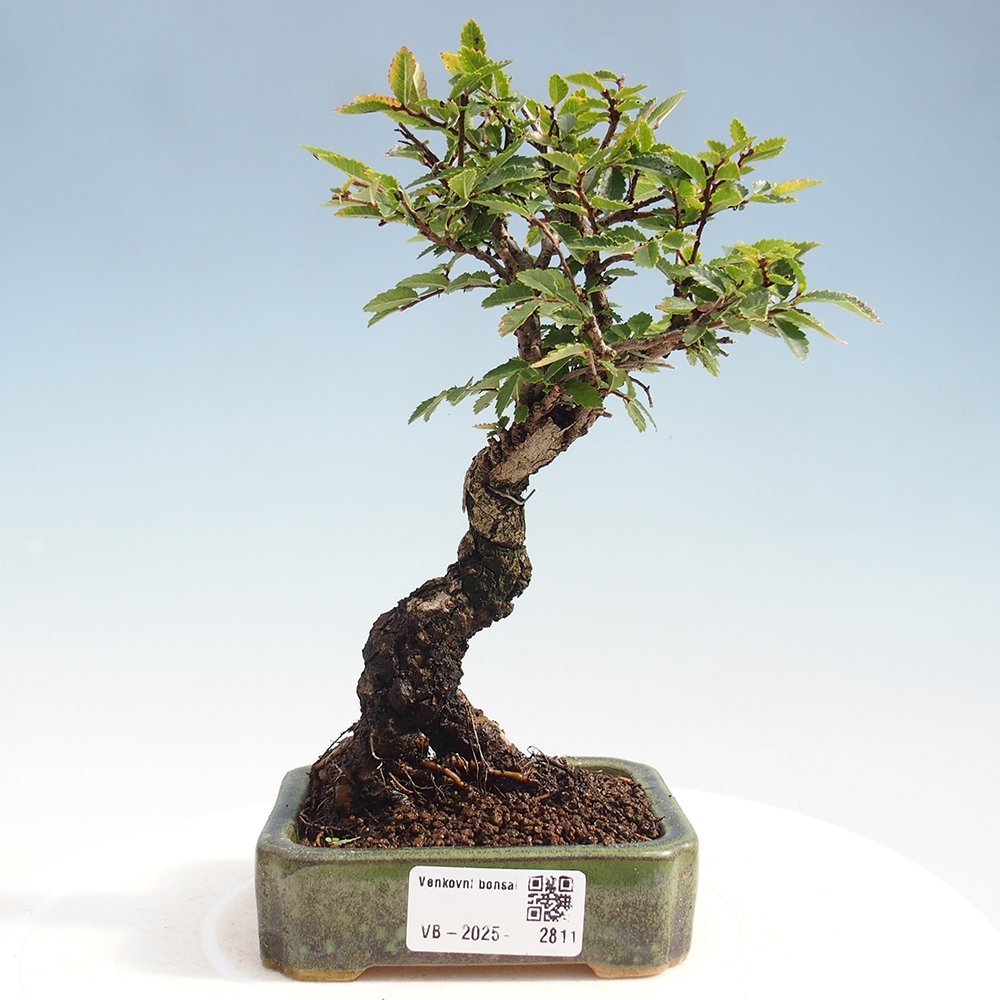 Bonsai voor buiten - Zelkova - Zelkova NIRE