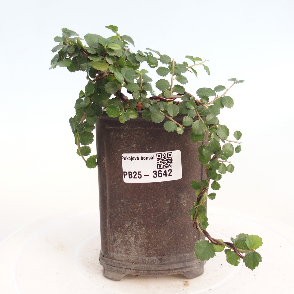 Kamerbonsai - Grewia sp. - Grewia malafolia