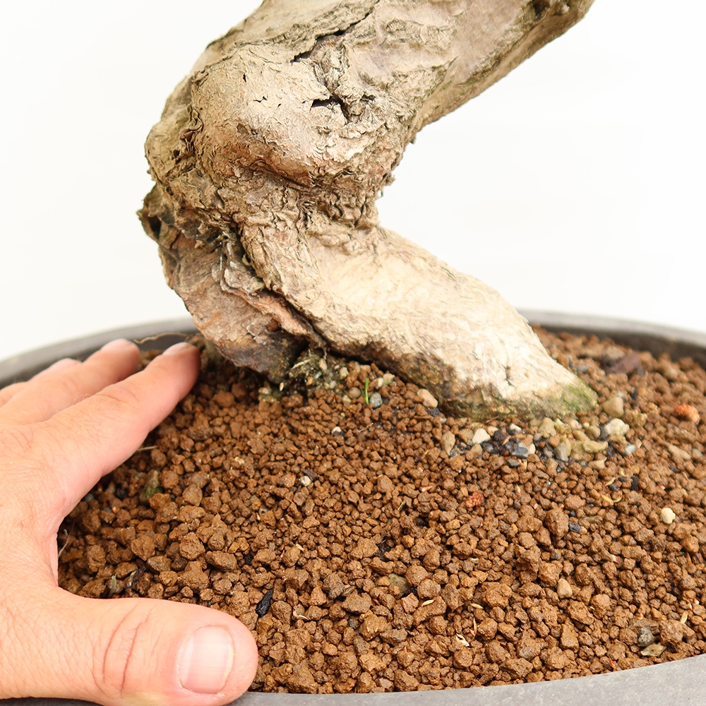 Bonsai voor buiten -Carpinus Coreana - Koreaanse haagbeuk