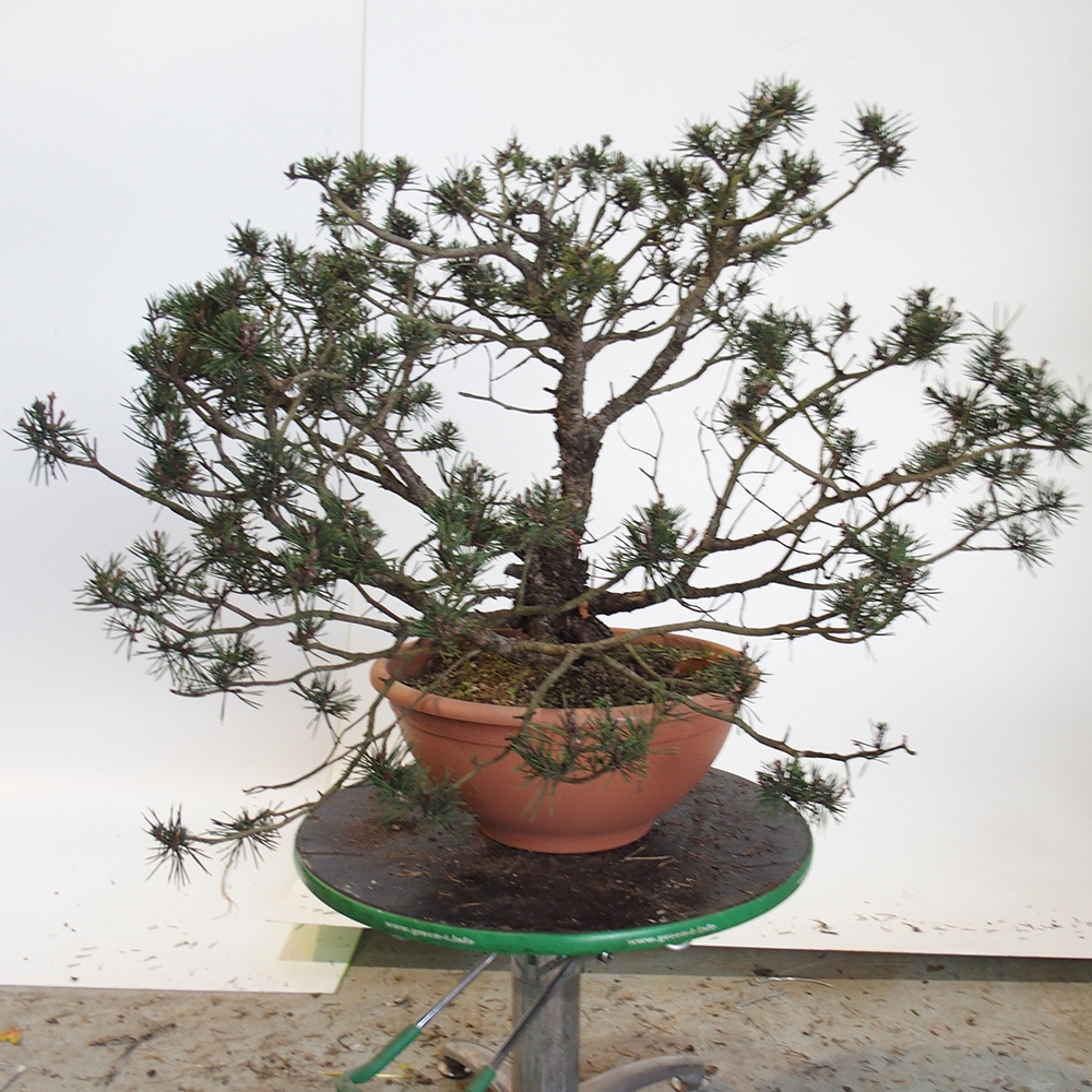 Yamadori - Pinus sylvestris Spanje