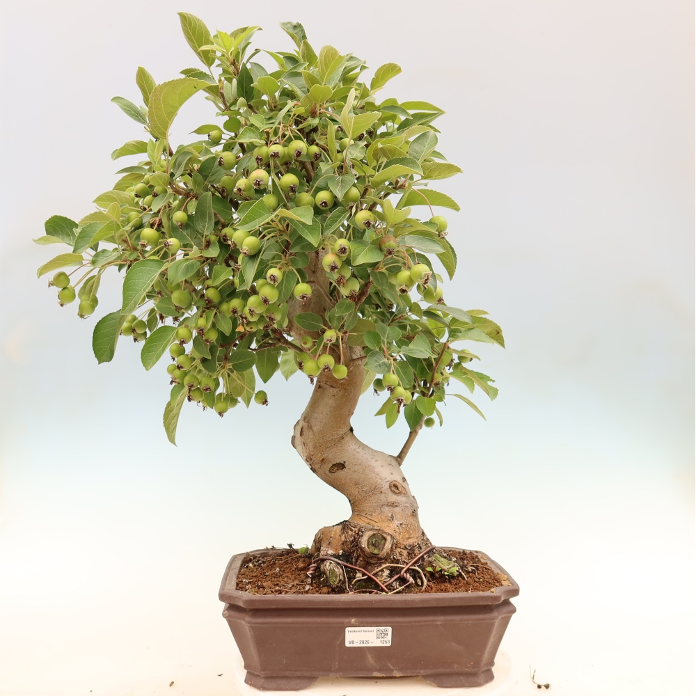 Bonsai voor buiten -Malus halliana - Appelboom met kleine vruchten