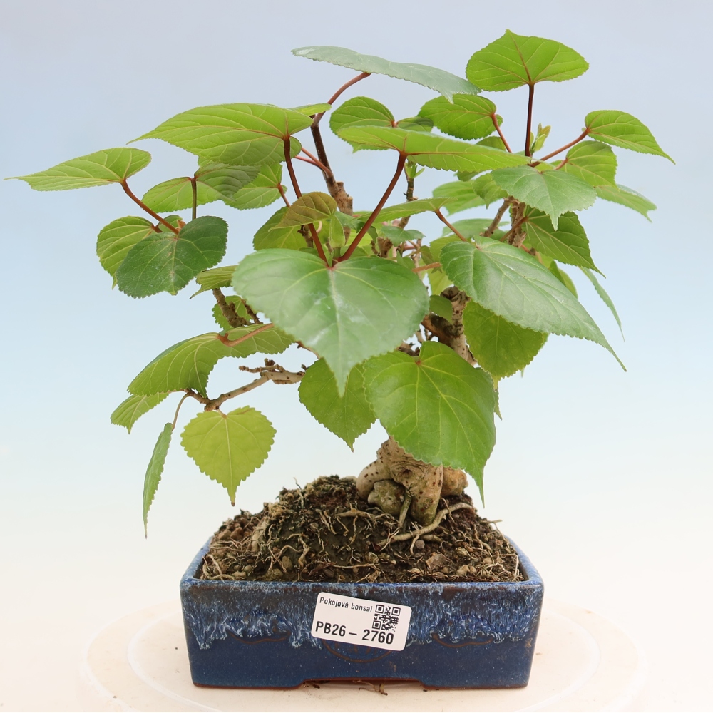Bonsai voor binnen - Hibiscus tiliaceus - Zee Hibiscus