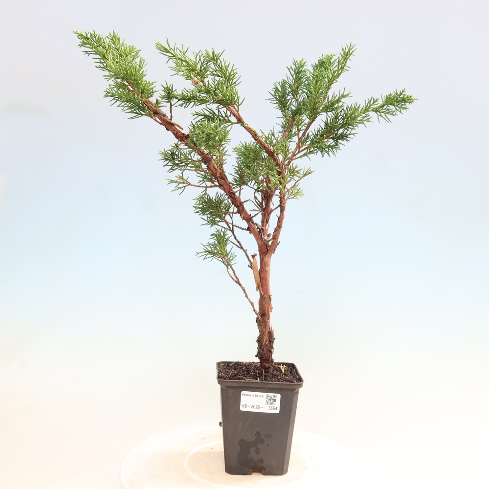 Bonsai voor buiten - Juniperus chinensis Kishu