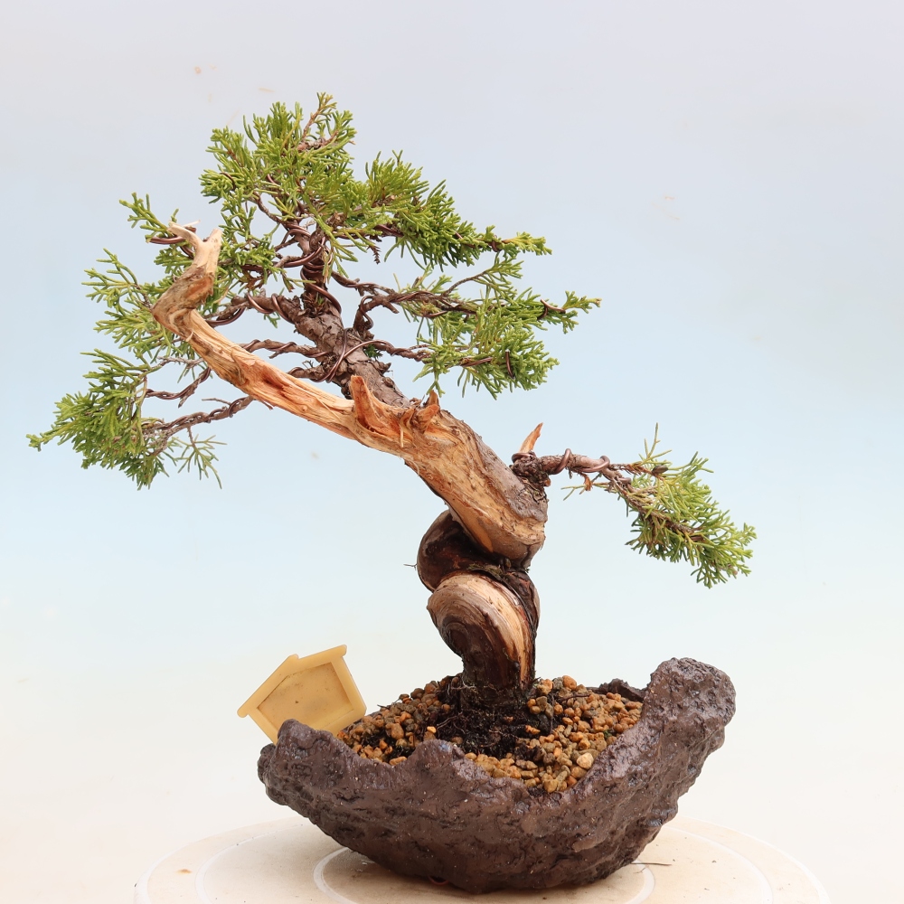 Bonsai voor buiten - Juniperus chinensis Itoigawa-Juniperus chinensis
