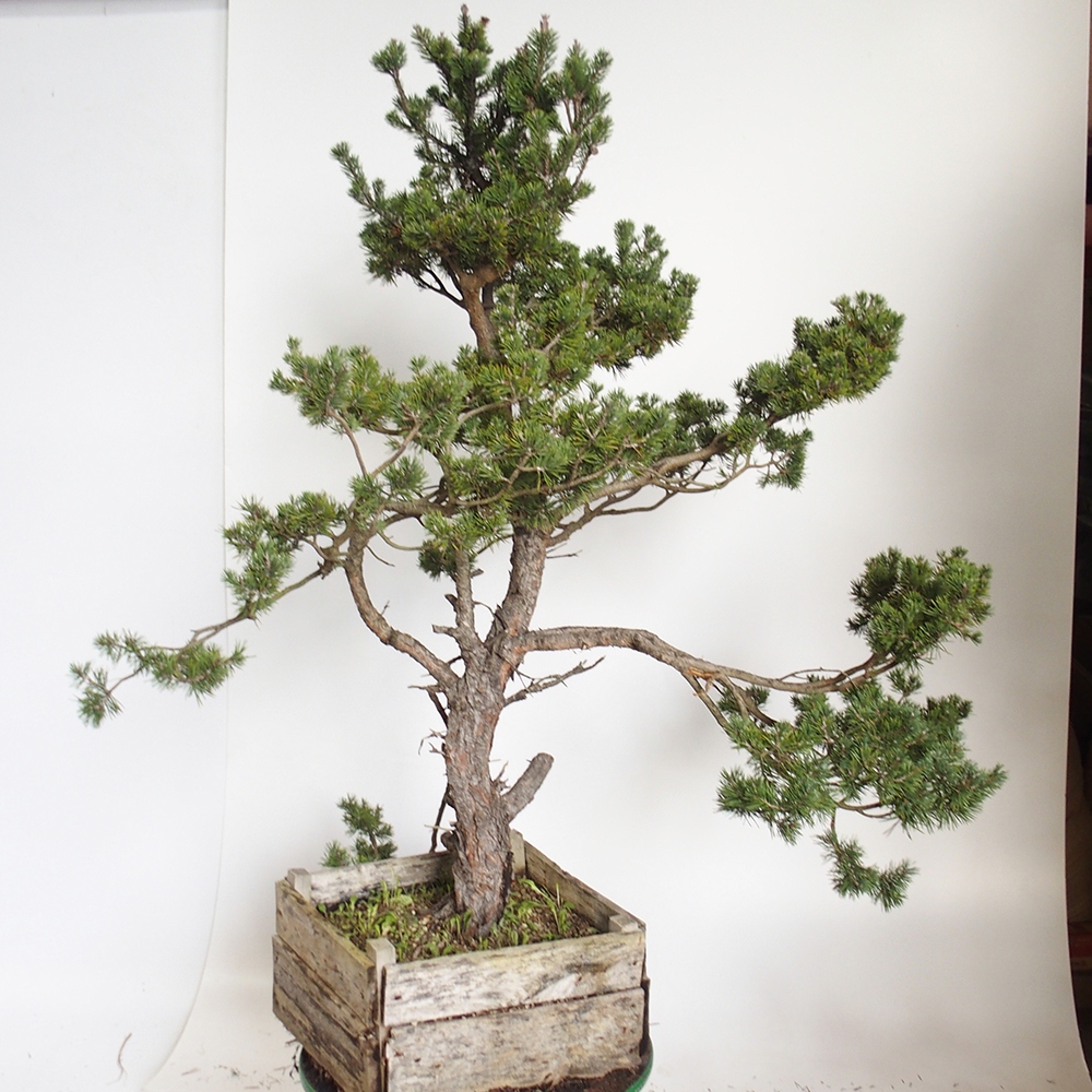 Yamadori - Pinus sylvestris Spanje
