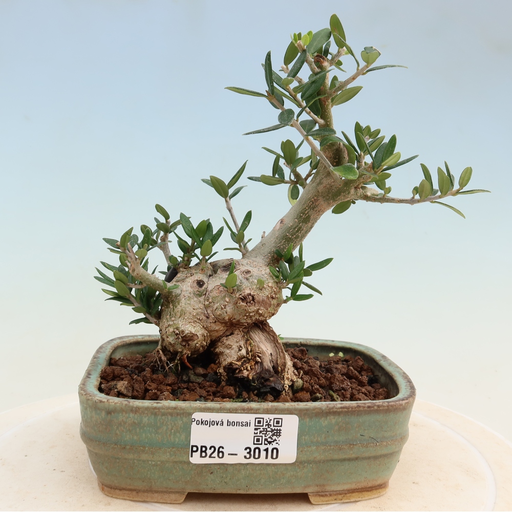 Bonsai voor binnen - Olea europaea sylvestris