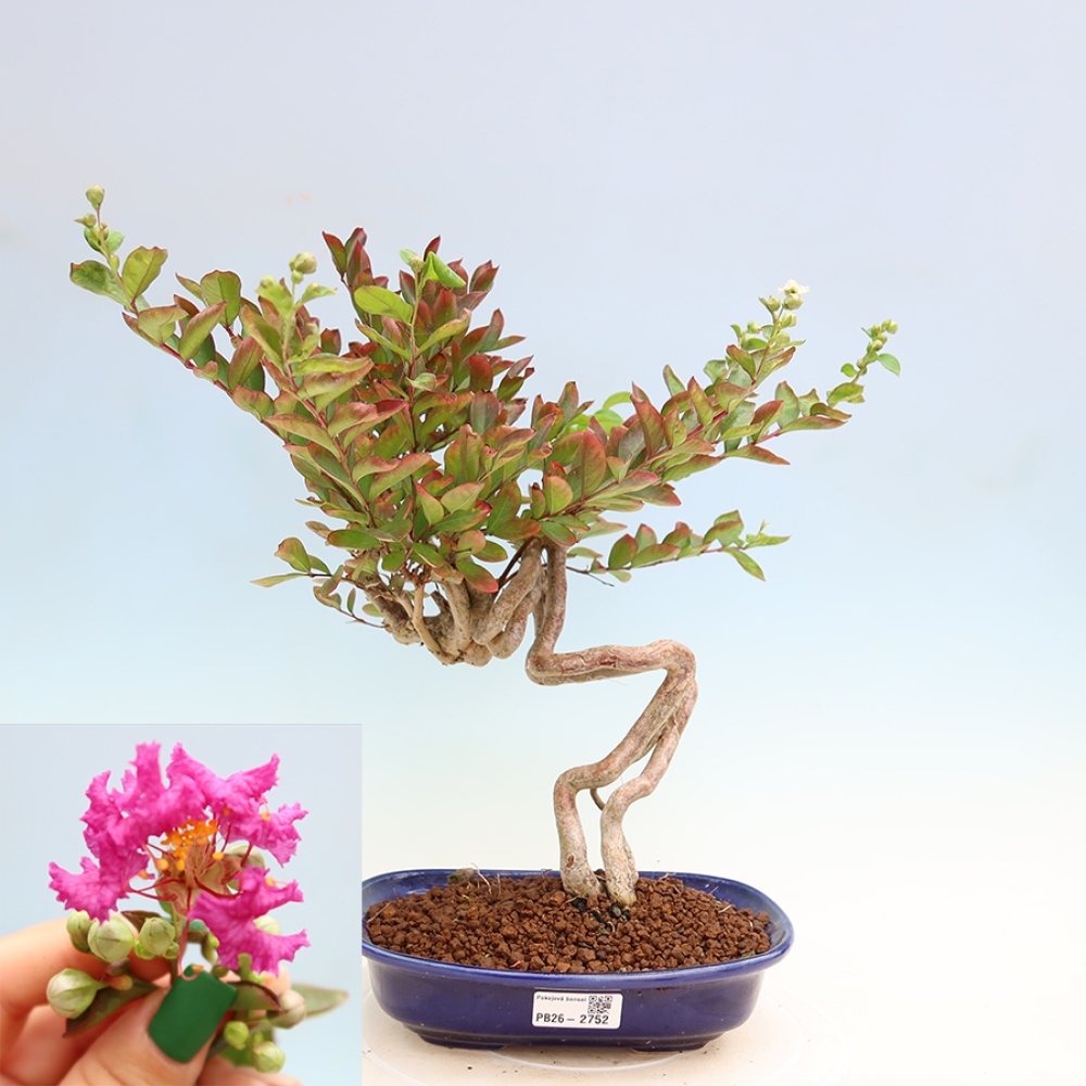Kamerbonsai - Lagerstroemia indica - Indische seringenboom