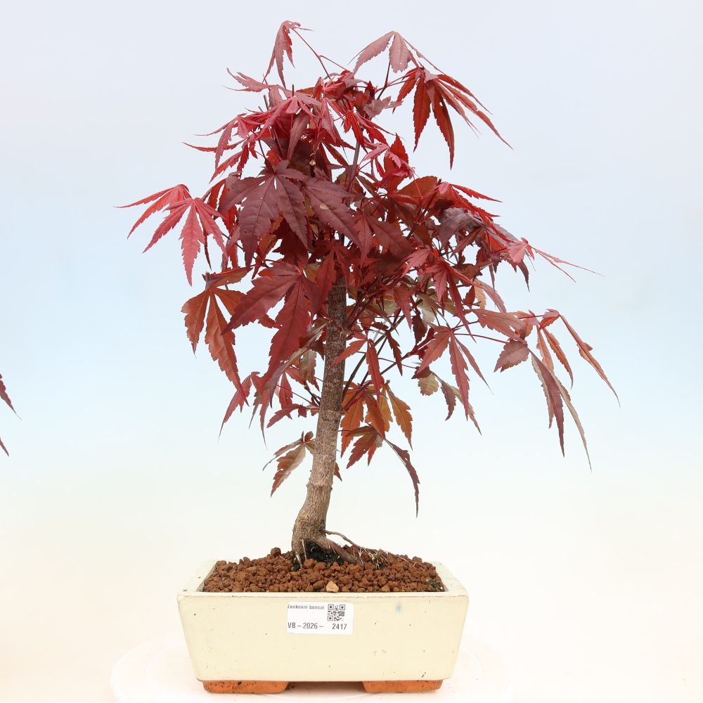 Bonsai voor buiten - Acer palm. Atropurpureum-Javorpalm