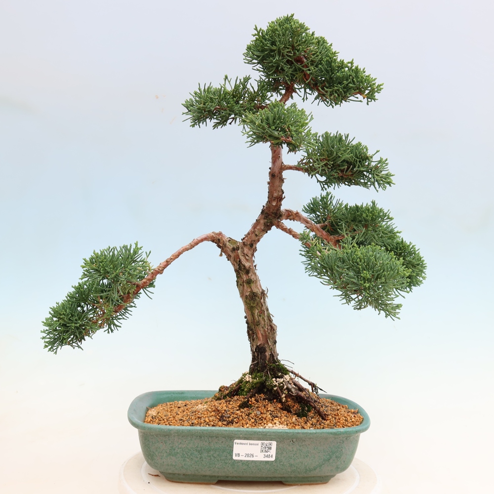 Bonsai voor buiten - Juniperus chinensis Kishu
