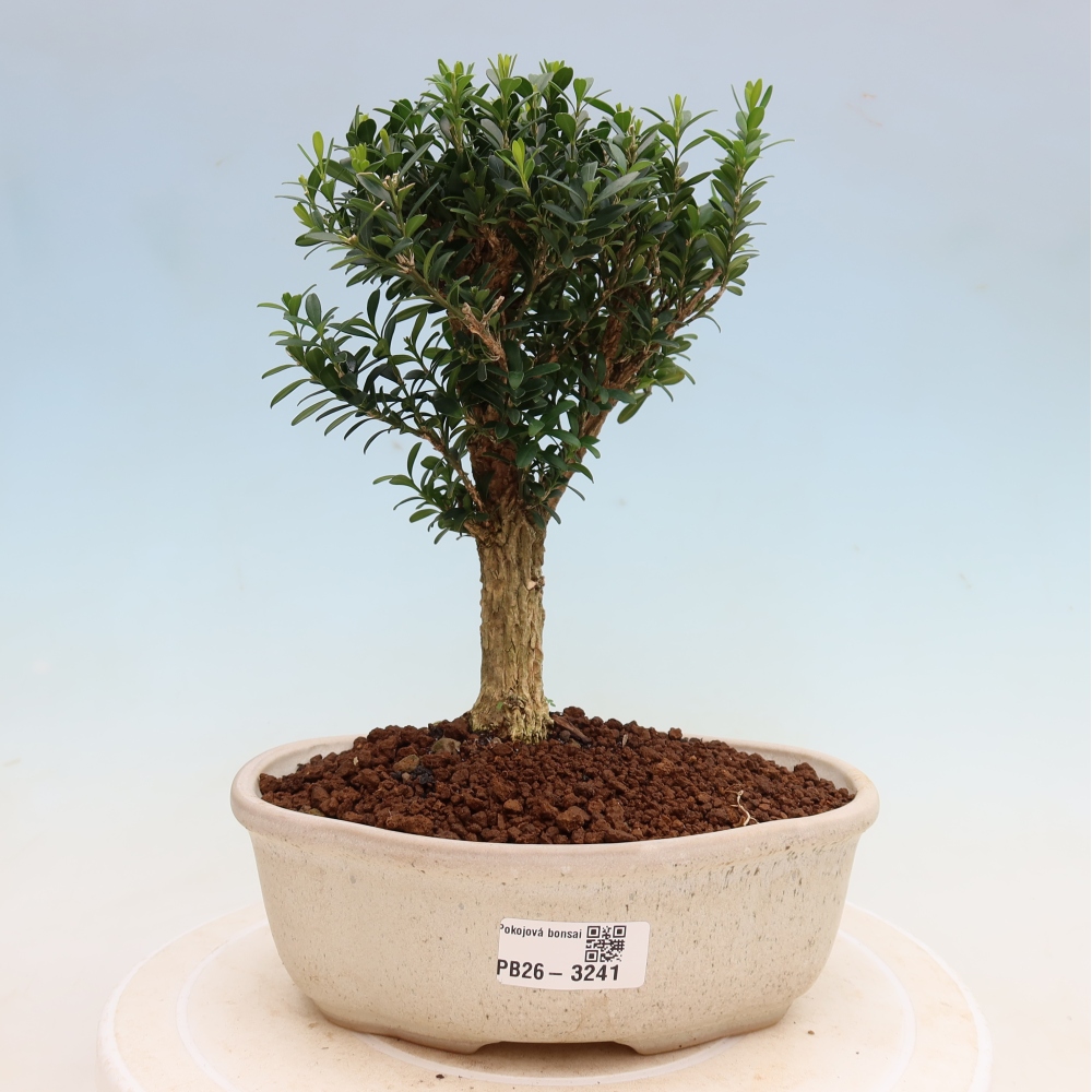 Kamerbonsai - Buxus harlandii - kurk buxus