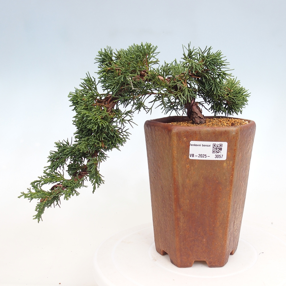 Bonsai voor buiten - Juniperus chinensis Kishu