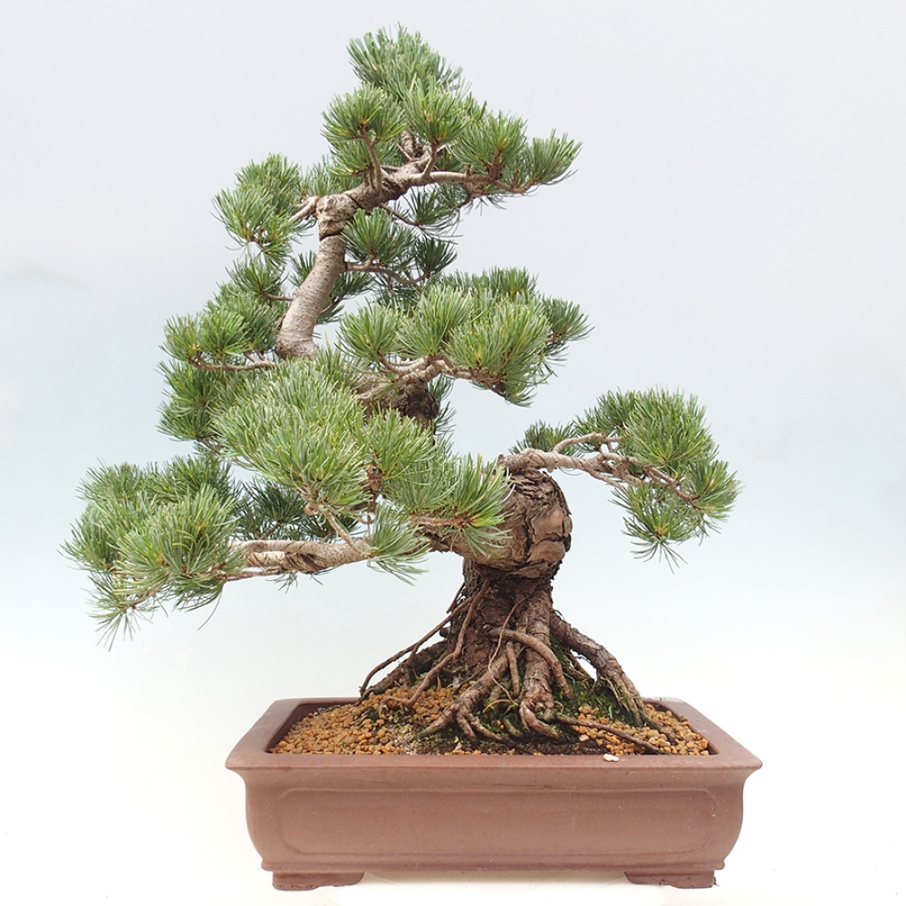 Bonsai voor buiten - Pinus parviflora - Pinus parviflora