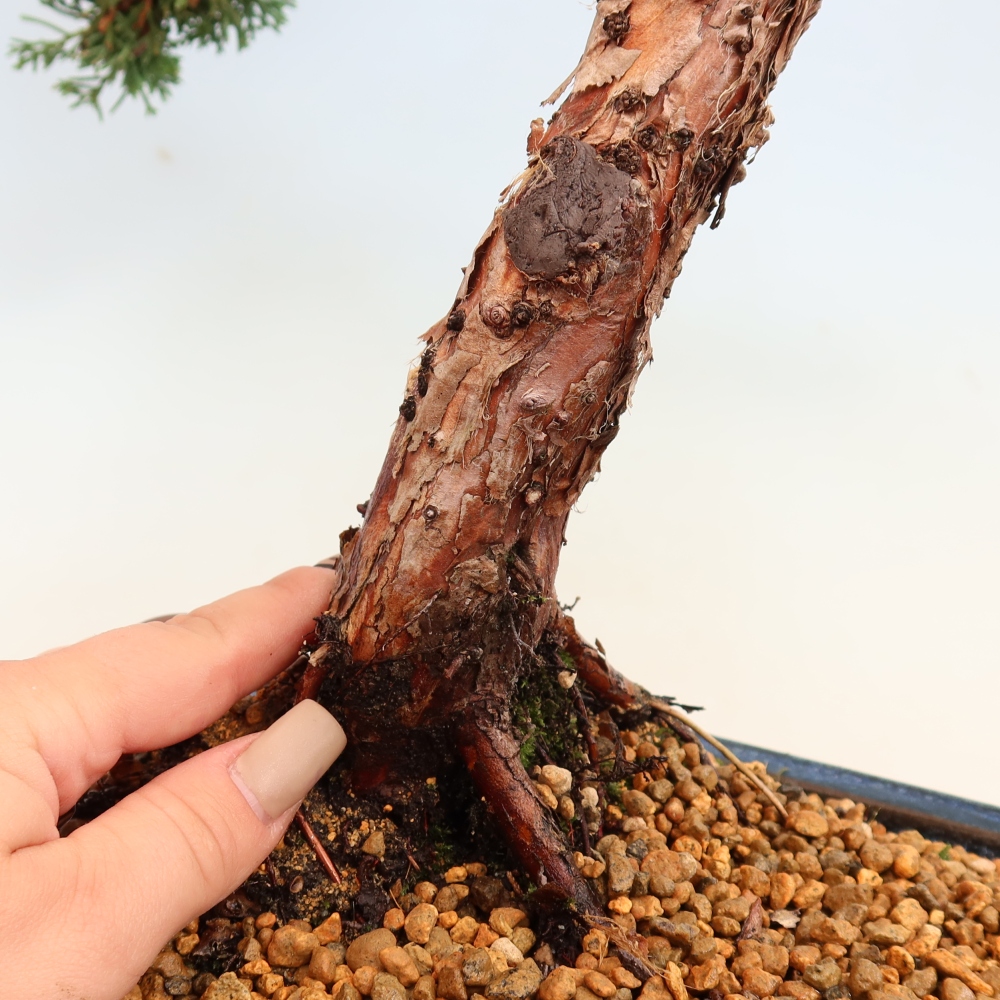 Bonsai voor buiten - Juniperus chinensis Kishu