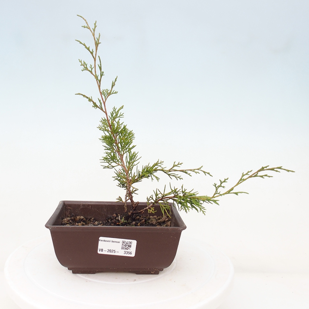 Bonsai voor buiten - Juniperus chinensis Itoigawa