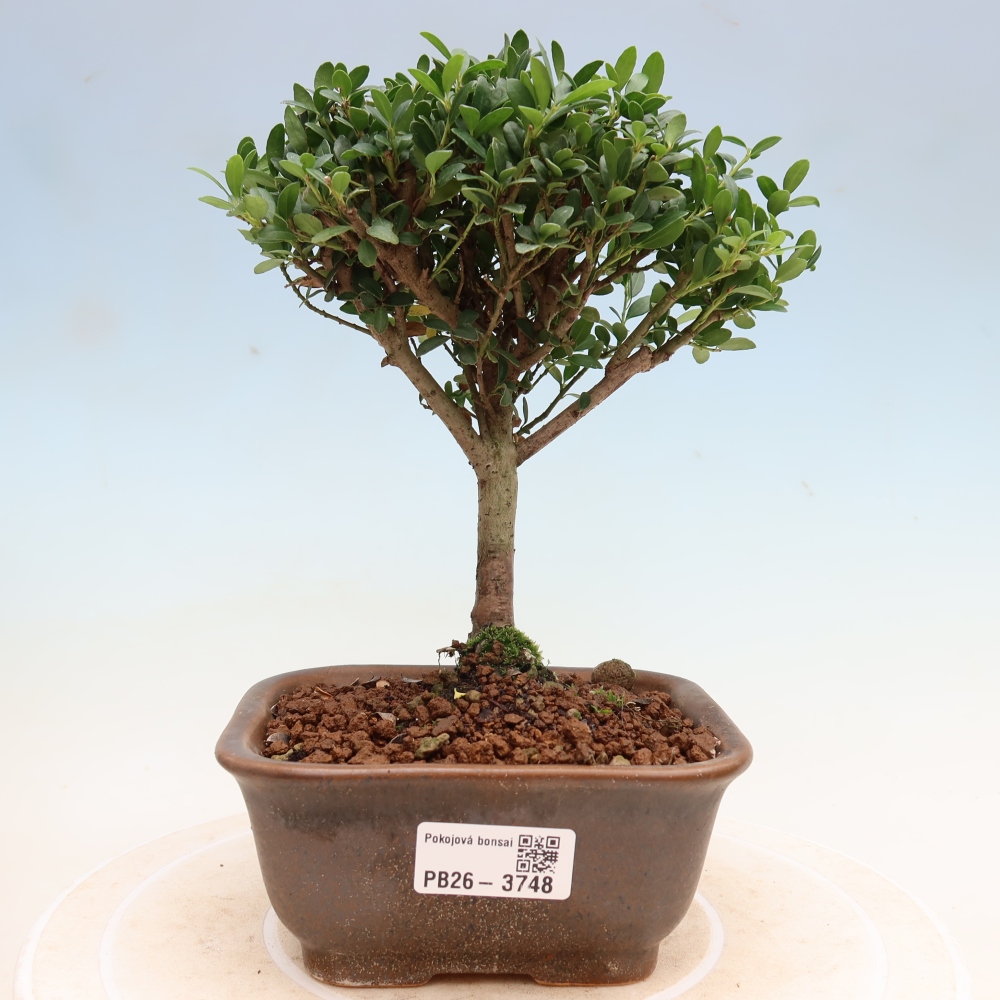 Kamerbonsai - Ilex crenata - Hulst