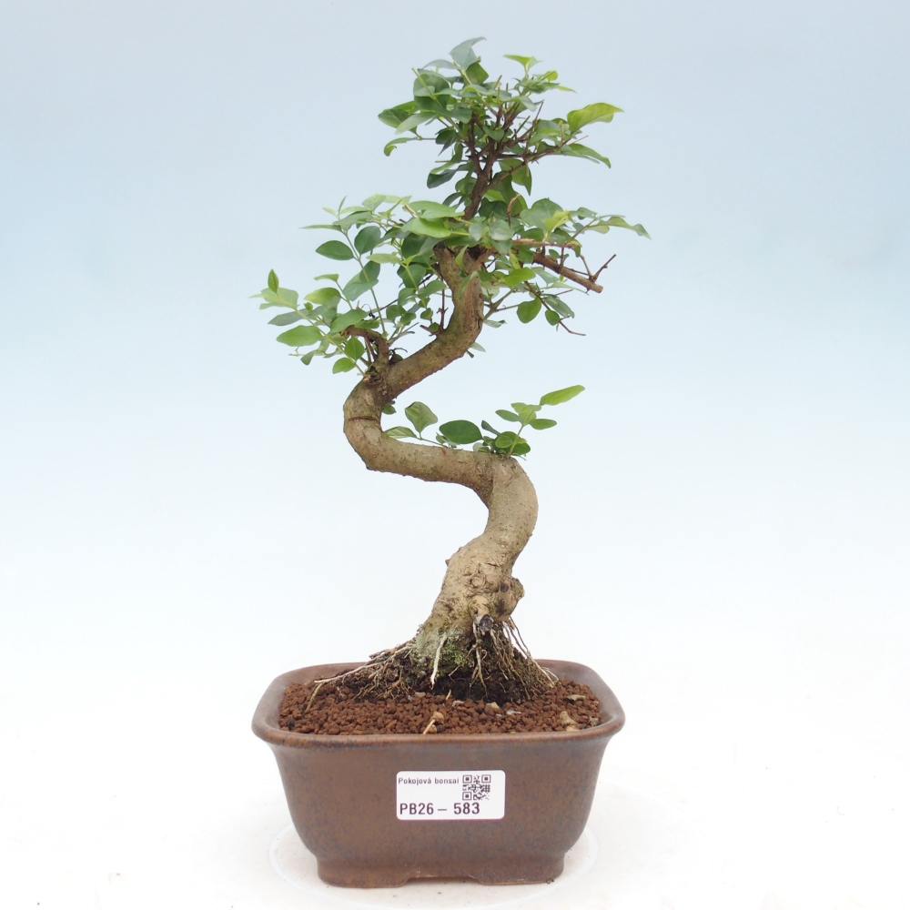 Kamerbonsai -Ligustrum chinensis - Vogelsnavel