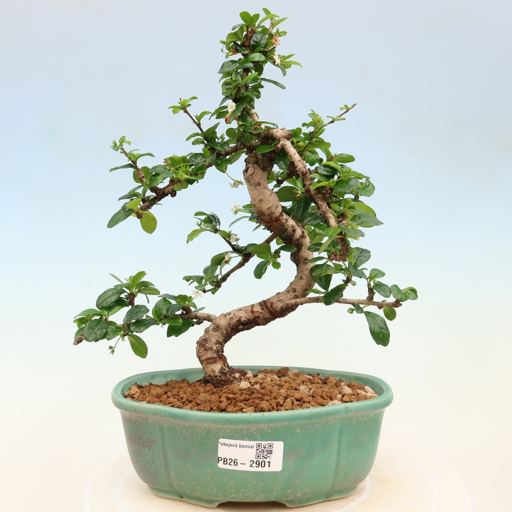 Kamerbonsai - Carmona macrophylla - Thee fuki