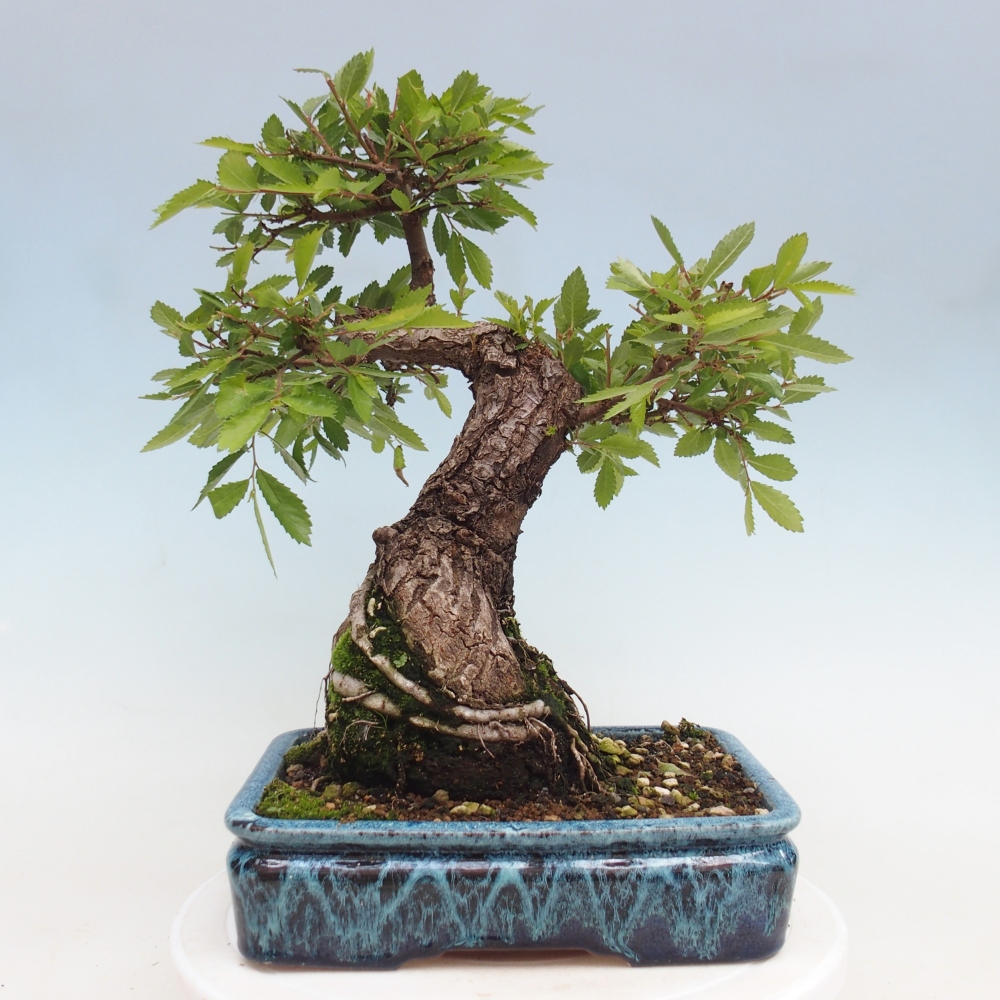 Bonsai voor buiten - Zelkova - Zelkova NIRE
