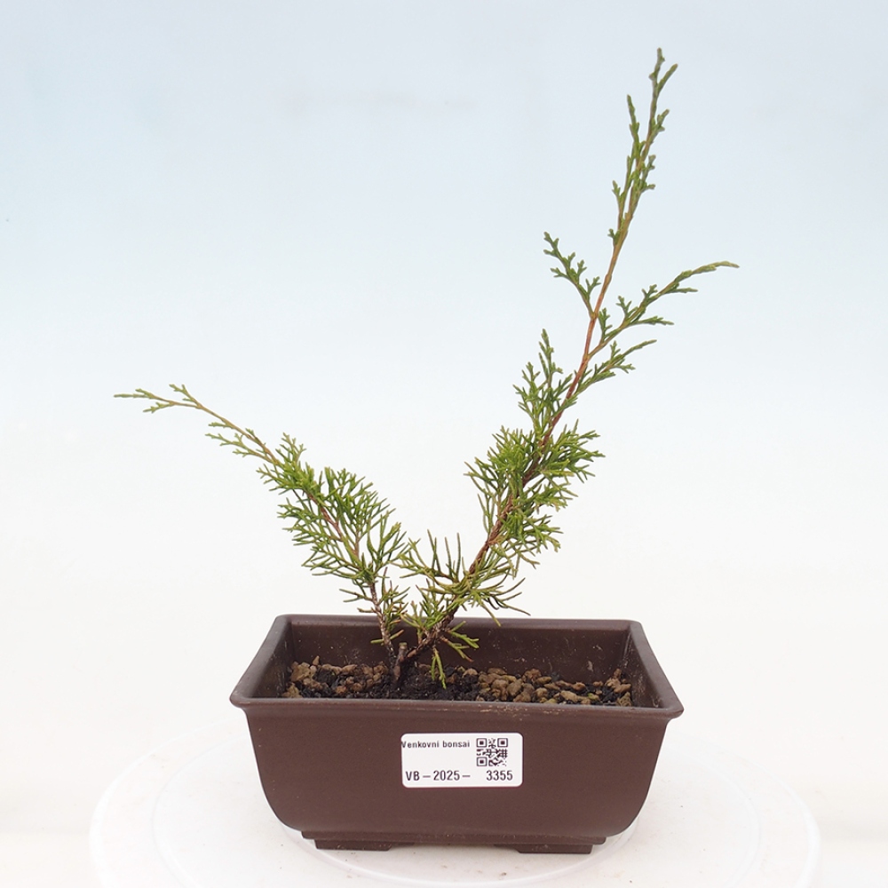 Bonsai voor buiten - Juniperus chinensis Itoigawa