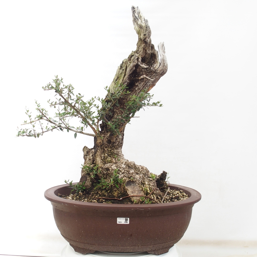 Bonsai voor binnen - Olea europaea sylvestris