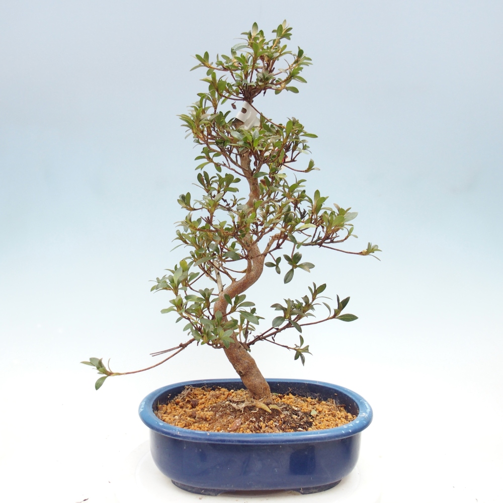 Bonsai voor buiten - Japanse Azalea - Azalea Beniko