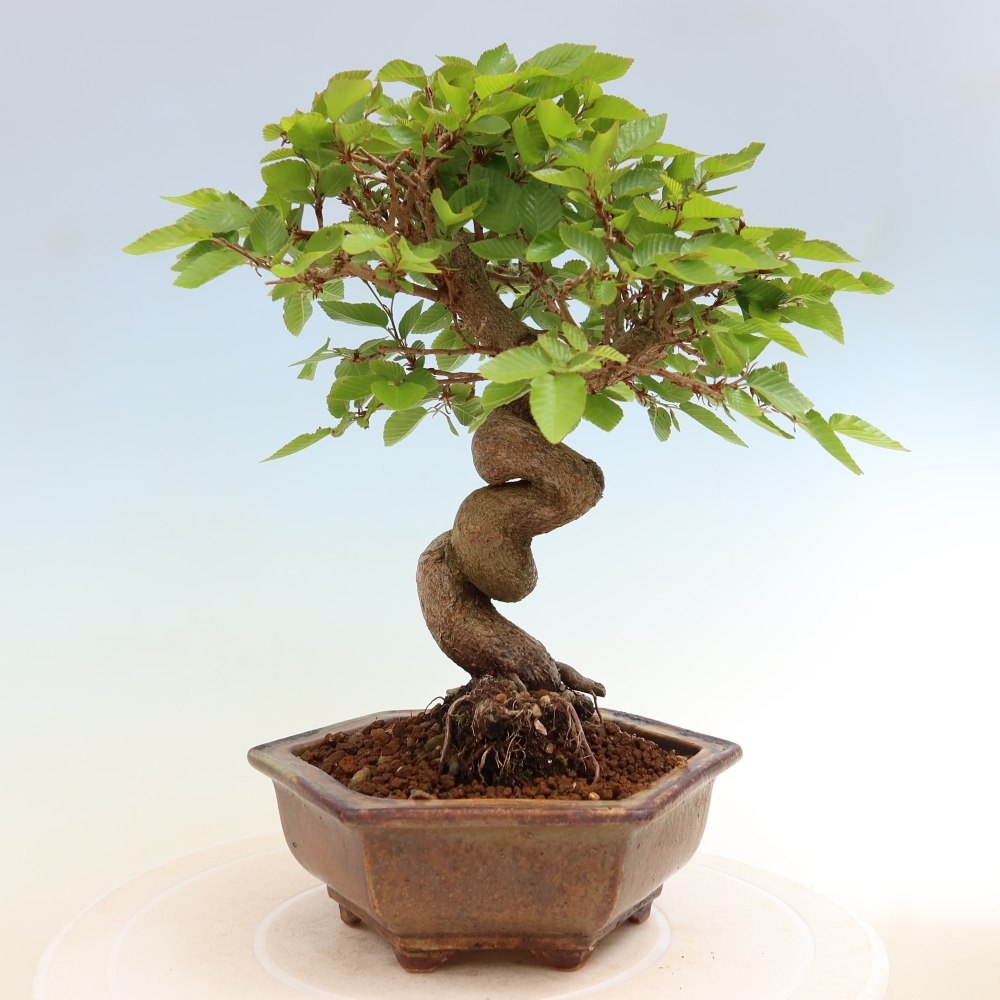 Bonsai voor buiten -Carpinus Coreana - Koreaanse haagbeuk