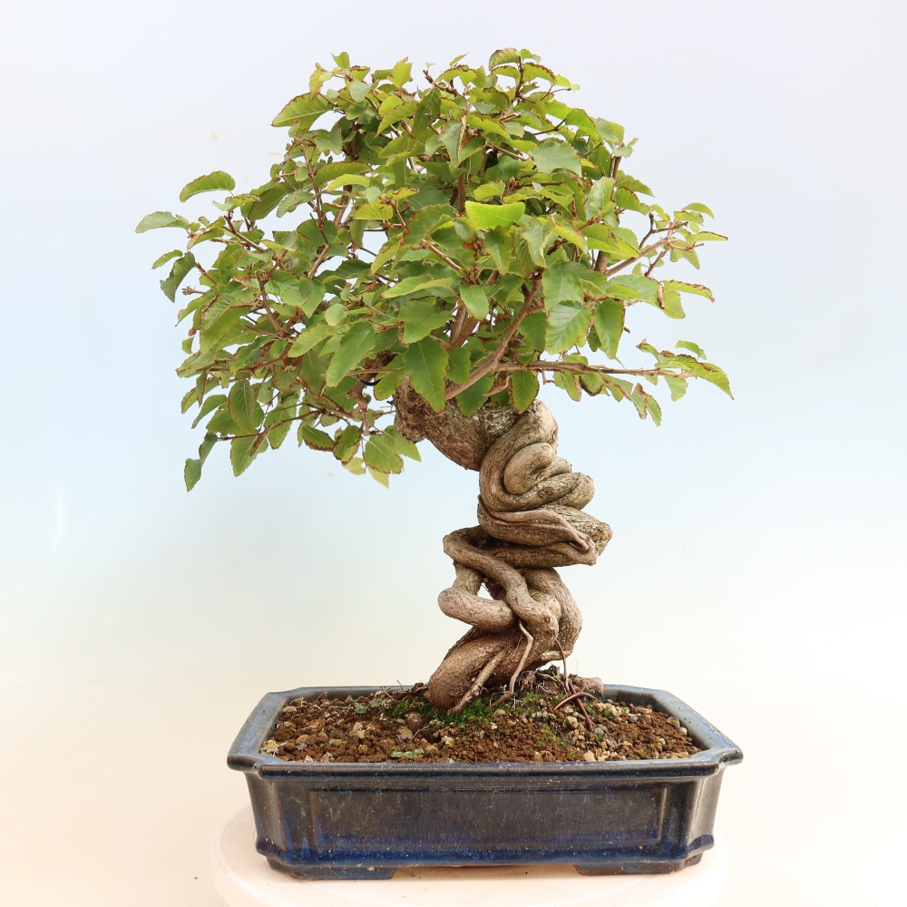 Bonsai voor buiten -Carpinus CARPINOIDES - Koreaanse haagbeuk