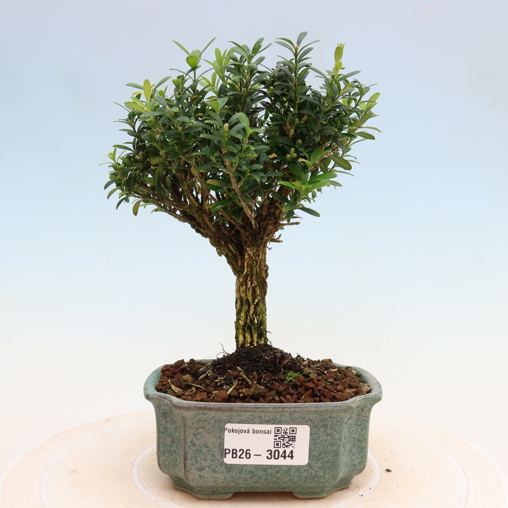 Kamerbonsai - Buxus harlandii - kurk buxus