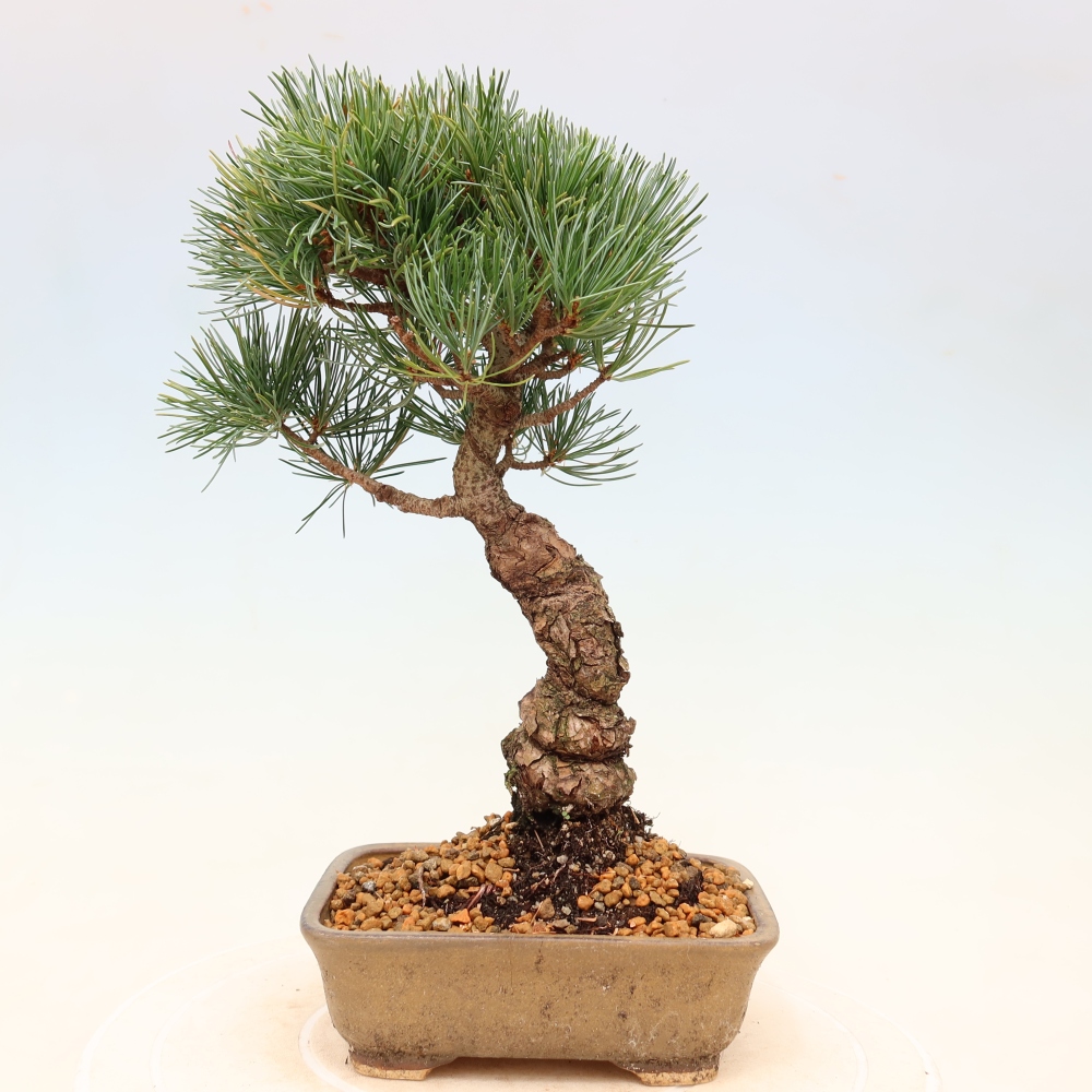 Bonsai voor buiten - Pinus parviflora - Pinus parviflora