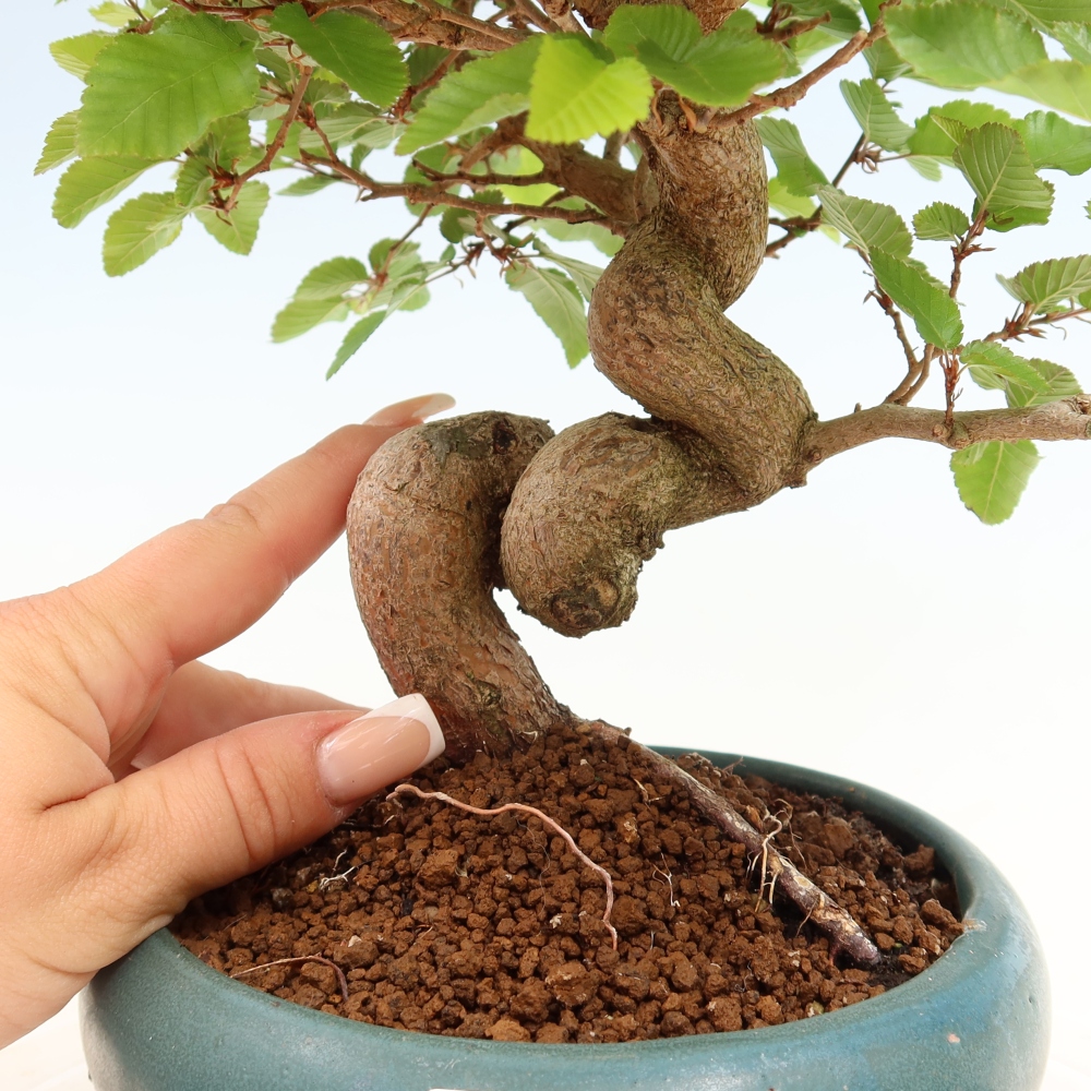 Bonsai voor buiten -Carpinus Coreana - Koreaanse haagbeuk