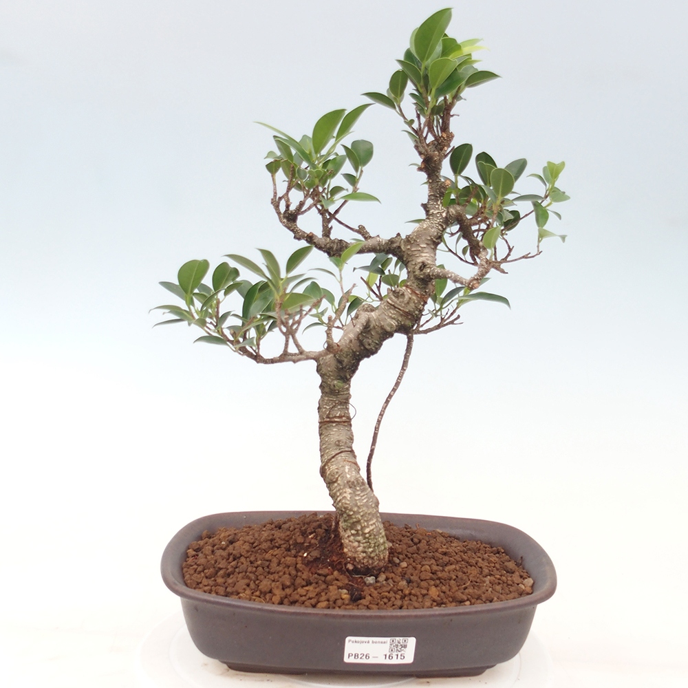 Kamerbonsai - Ficus kimmen - kleinbladige ficus
