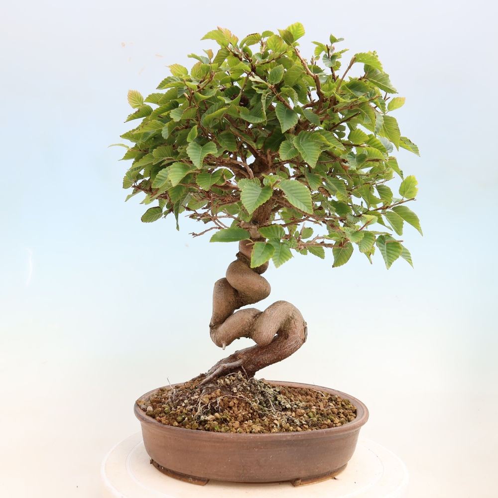 Bonsai voor buiten -Carpinus CARPINOIDES - Koreaanse haagbeuk