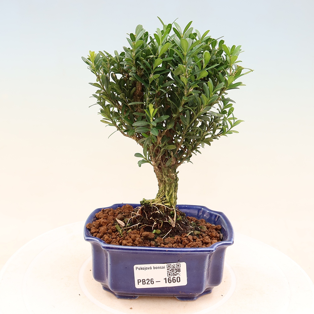 Kamerbonsai - Buxus harlandii - kurk buxus
