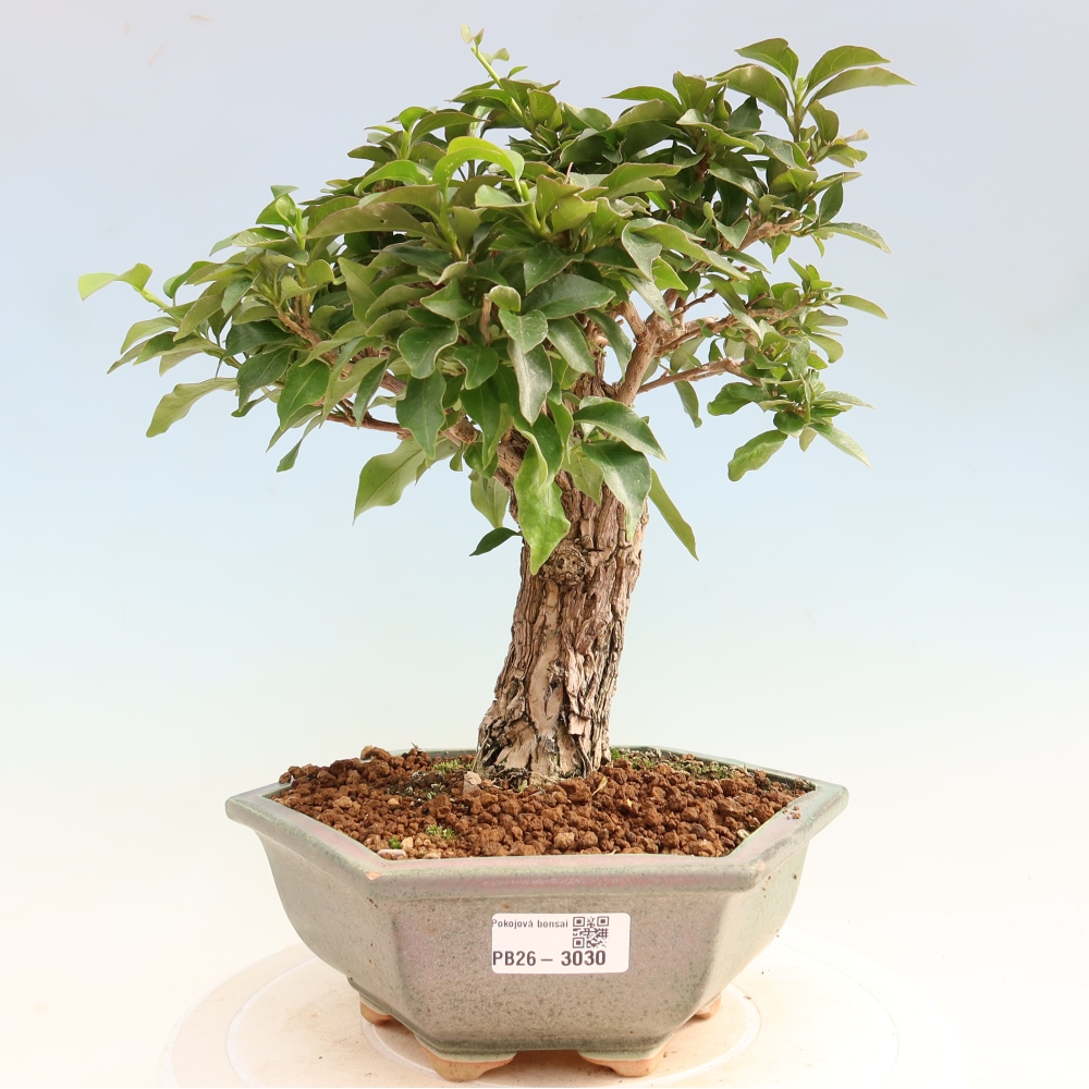 Kamerbonsai - Bouganwilea
